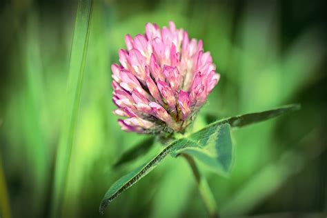 Medium Red Clover Seed – hancockseed.com