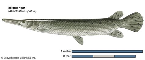 Gar | Fish & Facts | Britannica