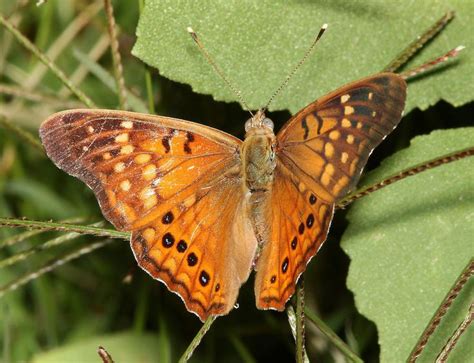 Tawny Emperor Butterfly | Butterfly, Butterfly photos, Stages of a butterfly