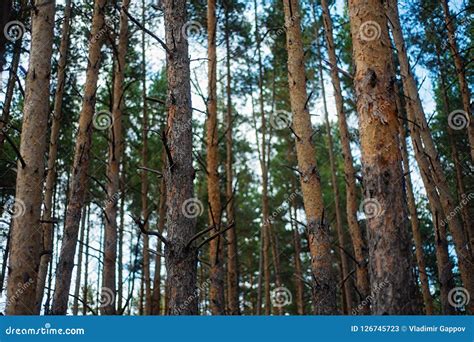 Evening with Sunset in a Pine Forest. Stock Image - Image of grass ...