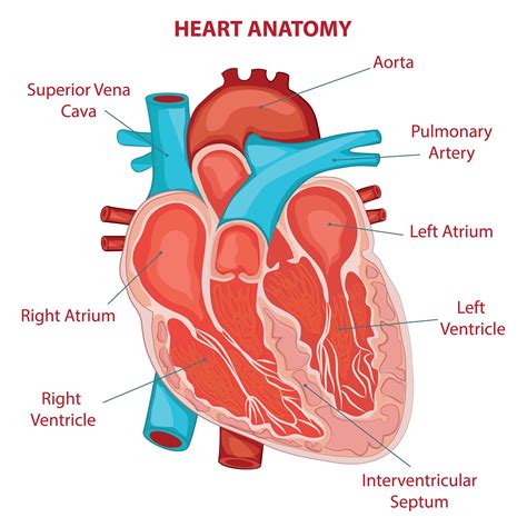 Real Human Heart Diagram Labeled