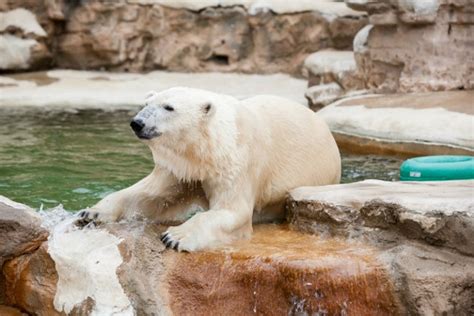 St. Louis Zoo Is Officially the Best Zoo in the Country | Arts Blog