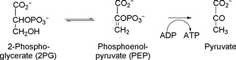 Phosphoenolpyruvate - Behrman - 2008 - Biochemistry and Molecular ...