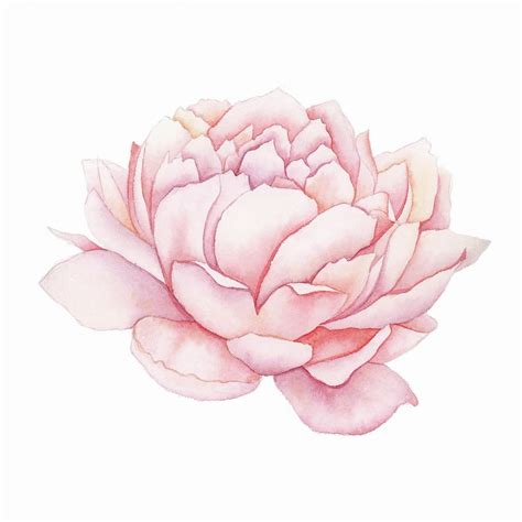 Peony Painting - Pink Peony Watercolor by Zapista OU in 2020 | Pink ...