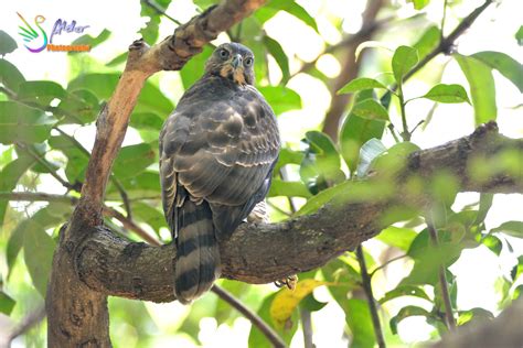 Alder's Bird-watching Notes: 大安鳳頭小鷹．Crested Goshawk juvenile@Daan Park．2015/06/09