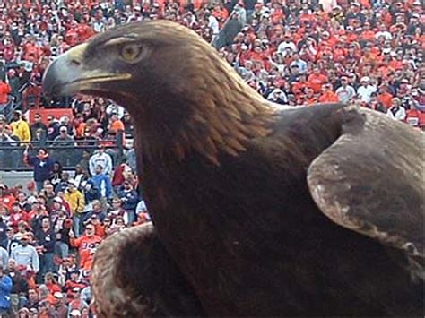 Tiger, War Eagle VI, longtime Auburn mascot, first eagle to fly in ...