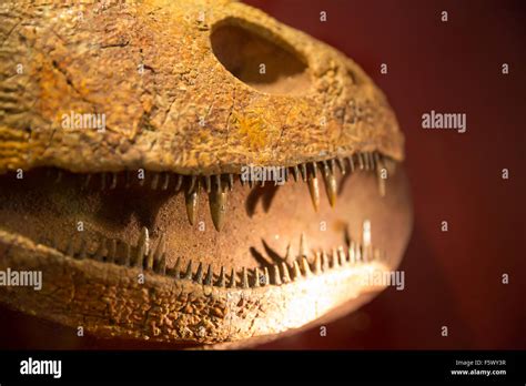 Sharp teeth of fossil dinosaur Stock Photo - Alamy