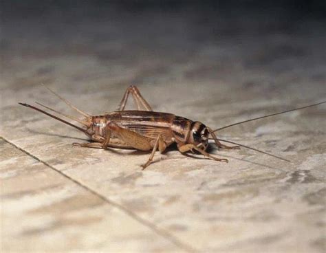 House Crickets Facts, Description, and Pictures