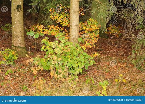 Small Shrubs at Forest Edge Stock Image - Image of nature, shrub: 129790531