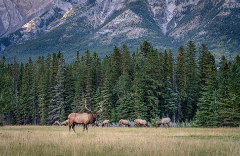 Canadian Forest Animals