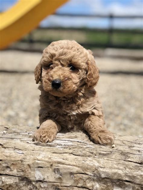 GoldenDoodle Puppies For Adoption | All Star Family Pets