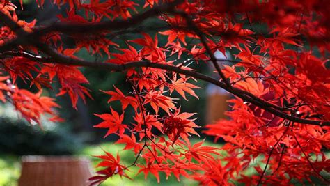 How to Select the Right Japanese Maple | Be Inspired