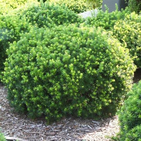 Lots Of Plants | Yew shrub, Plants, Understory plants