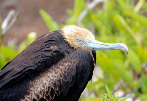 The Galapagos Islands - Birds of a Feather