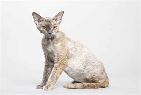 Devon Rex Cat Breed Information, Traits, Characteristics, Photos & Facts