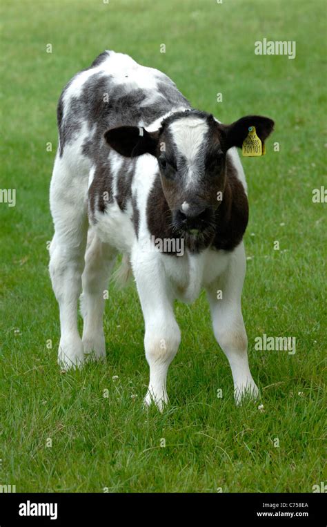 Holstein x Belgian Blue suckler calf on pasture, Devon, June Stock ...