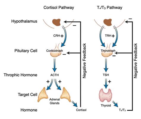 Histology Of The Endocrine System Lab (2022)