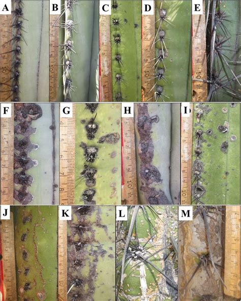 A -E: Images depicting the surface tissues of five columnar cacti... | Download Scientific Diagram