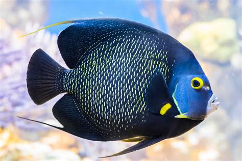 Which Marine Angelfish Are Best for Your Aquarium?