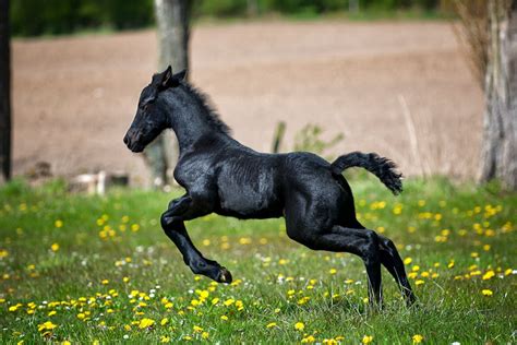 Black Horse Running on Grass Field With Flowers · Free Stock Photo