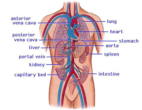 Anatomy Of Cardiac System The Cardiovascular System Of The Upper Torso ...