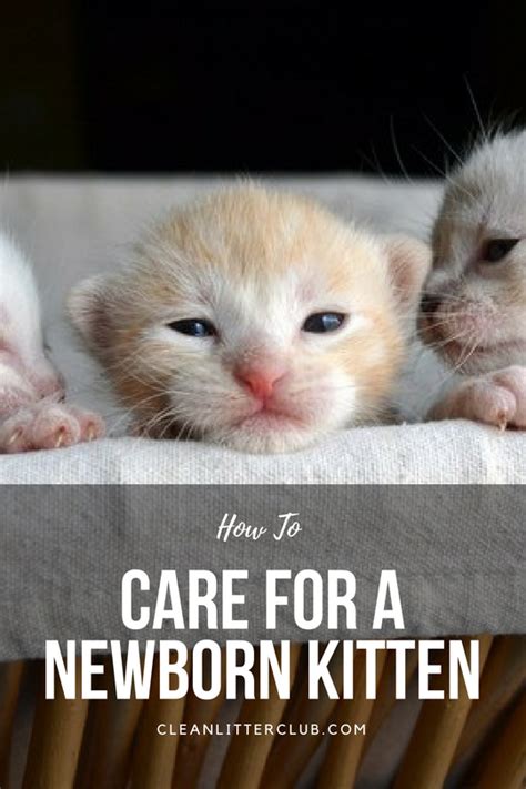 How to Care for a Newborn Kitten | Newborn kittens, Kittens, Newborn care