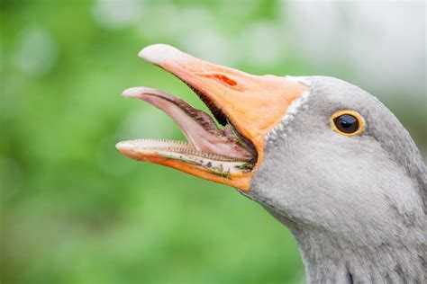 Do Geese Have Teeth? (The Fact Explained)