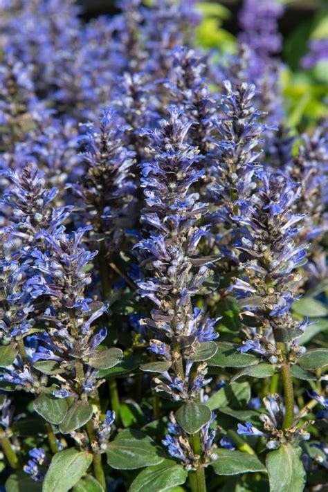 Ajuga Ground Cover Plants - Bugle Ground Cover - Hopes Grove Nursery