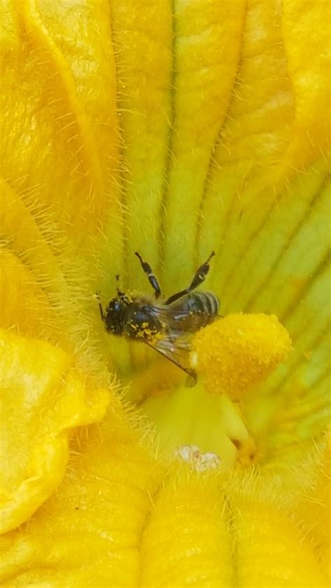 Happy bee pollinating my squash flowers. : r/gardening