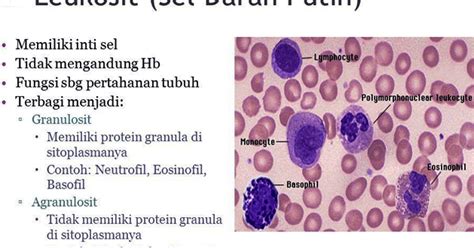 Sel Darah Putih (Leukosit) Beserta Fungsinya - Biologisites