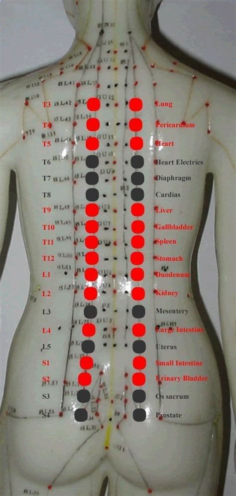 new acquisition in back-shu points anatomy knowledge | Shiatsu massage ...