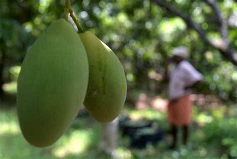 84-year-old Karnataka man preserves over 100 varieties of mangoes