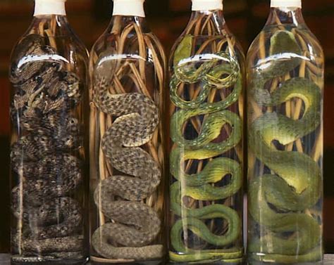 Traditional Asian Snake Wine