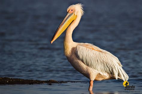 Great White Pelican (Pelecanus onocrotalus) | Birds of Gujarat