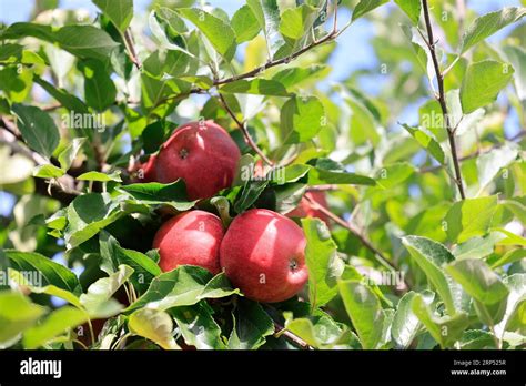 Sur la route de la pomme du Limousin. Culture de pommiers et de pommes. Agriculture, pommiers ...