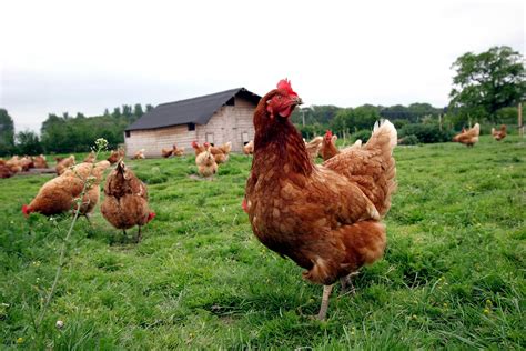 How to Make Your Own Chicken or Poultry Feed