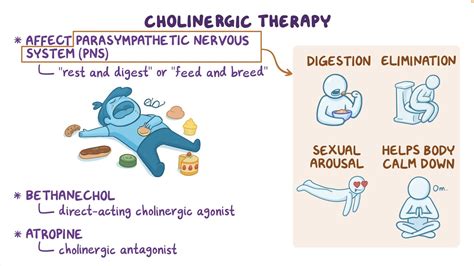 Cholinergic - Biology Simple