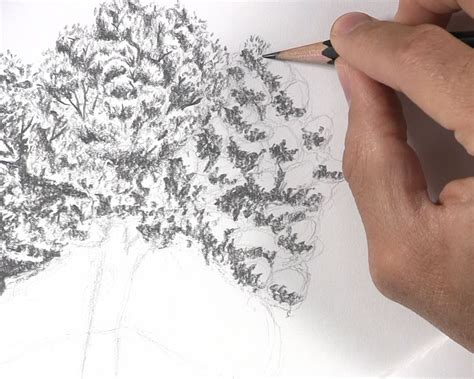 16+ Drawing Tree Leaves - DariRiyhan