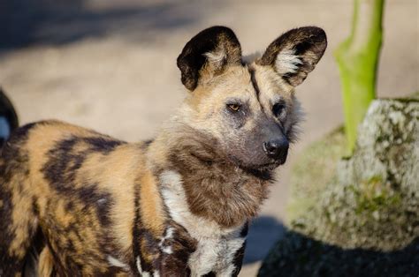 Chien Sauvage Africain Animal Se - Photo gratuite sur Pixabay - Pixabay