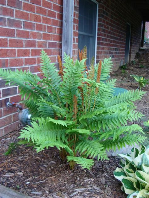 My cinnamon fern is just growing like crazy this spring! The fronds are ...