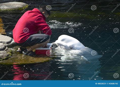 Beluga Whale Feeding in the Aquarium Editorial Photo - Image of dolphin, vancouver: 48028231