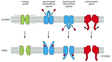 Figure 11-21. The gating of ion channels. | Molecular biology, Cell biology, Biology