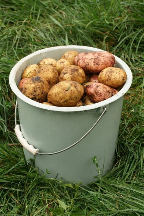 Potato's bucket stock photo. Image of fresh, food, vegetarian - 2175898