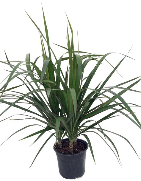 Madagascar Dragon Tree - Dracaena marginata - 6" Pot - Easy to Grow ...