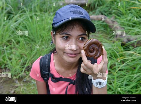 Giant millipede, Sai Thong National Park, Chaiyaphum, Thailand Stock Photo - Alamy