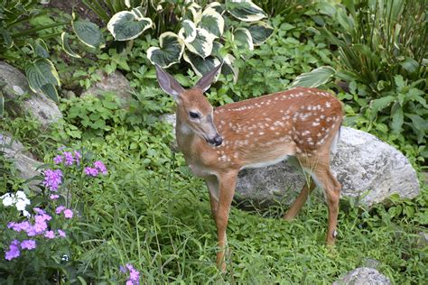 Wildlife Gardening - Tips For Building A Backyard Wildlife Garden