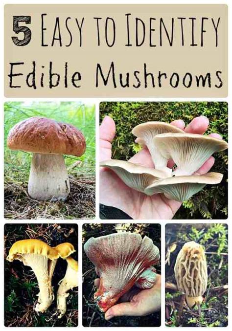 5 Easy to Identify Edible Mushrooms