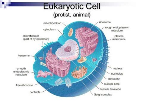 Biology 101: Prokaryotic vs. Eukaryotic Cells | Eukaryotic cell, Biology, Cell