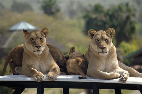 File:African lions at SD WAP.jpg - Wikipedia