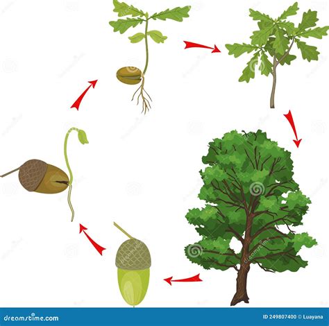 Life Cycle Of Oak Tree Growth Stages From Acorn And Sprout To Old Tree ...